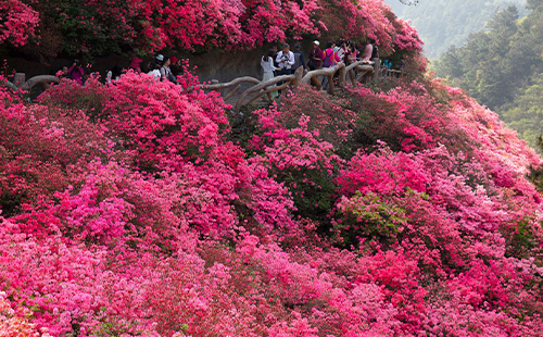木蘭云霧山杜鵑花什么時(shí)候開花2025最佳觀賞時(shí)間