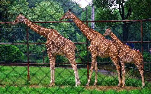2022蘇州動(dòng)物園免費(fèi)開放日怎么預(yù)約(預(yù)約時(shí)間+預(yù)約流程)
