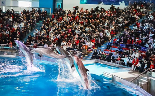 大連老虎灘海洋公園門票價格和免費政策2025